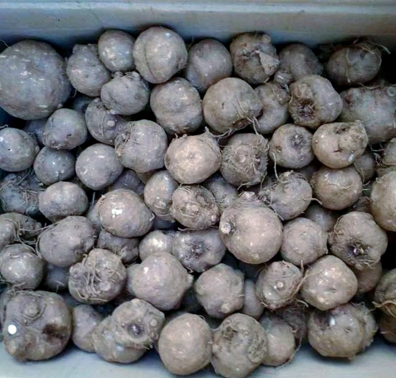 八月的魔芋如何管理防护？注意事项怎么样？如何防护保产促丰收？（www.32nb.com）
